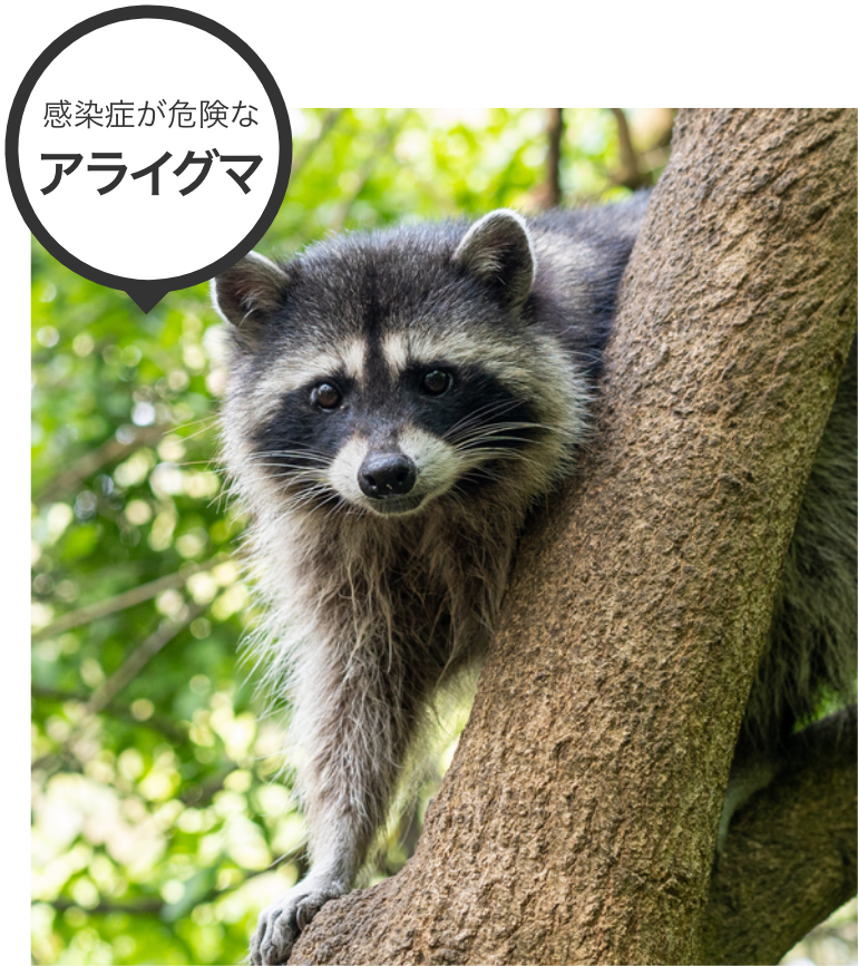 感染症が危険なアライグマ