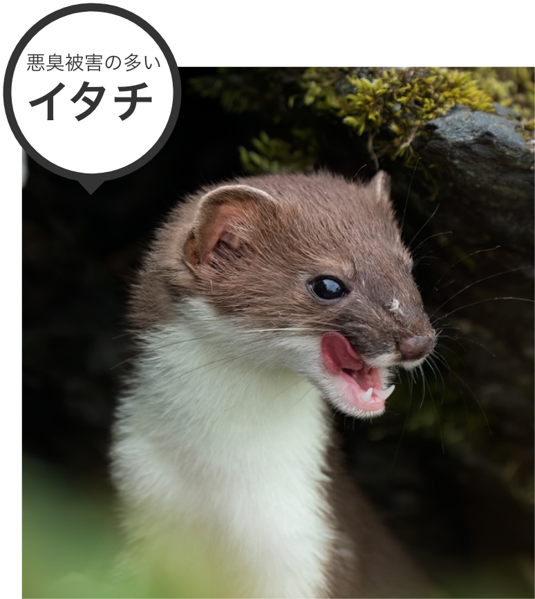 悪臭被害の多いイタチ