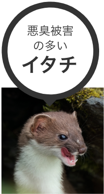 何でも食い荒らすハクビシン