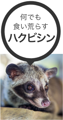 感染症が危険なアライグマ