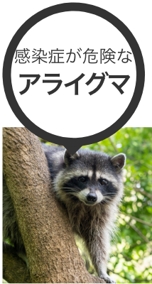 悪臭被害の多いイタチ