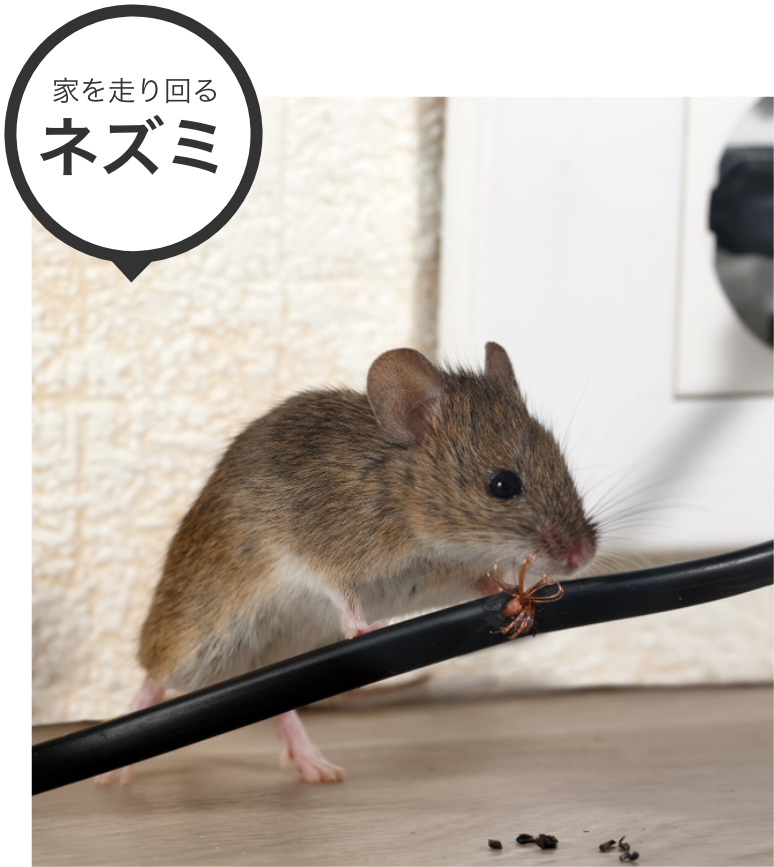 家を走り回るネズミ