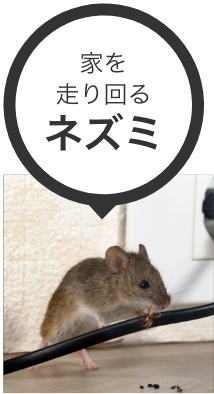 家を走り回るネズミ